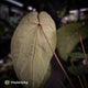 Anthurium 'Ruby Zoisite' x 'Jayda'