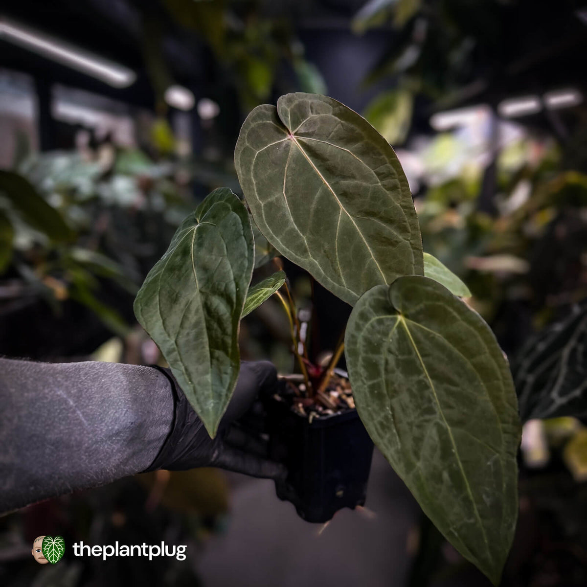 Anthurium 'Ruby Zoisite' x 'Jayda'