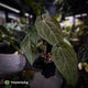 Anthurium 'Ruby Zoisite' x 'Jayda'