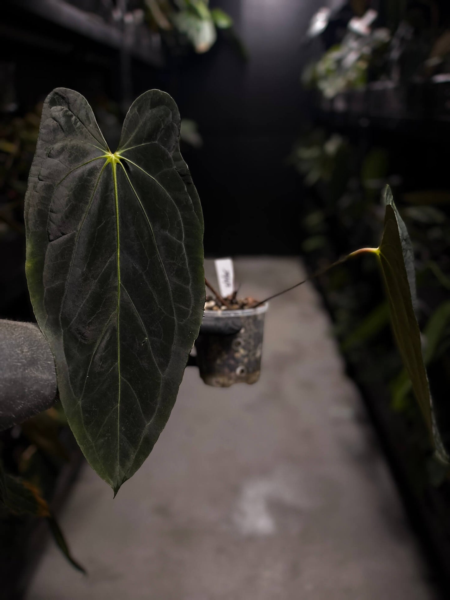 Anthurium #FreakyPapi ('Midnight Velvet' x sang) x papillilaminum • holdback