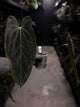 Anthurium #FreakyPapi ('Midnight Velvet' x sang) x papillilaminum • holdback
