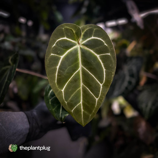 Anthurium 'Michelle' x 'Black Widow'