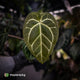 Anthurium 'Michelle' x 'Black Widow'