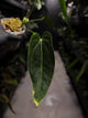 Anthurium 'dressleri' (MP) x warocqueanum
