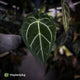 Anthurium 'Michelle' x 'Black Widow'