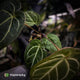 Anthurium 'Michelle' x 'Black Widow'