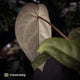 Anthurium 'Michelle' x 'Black Widow'