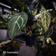 Anthurium 'Michelle' x 'Black Widow'