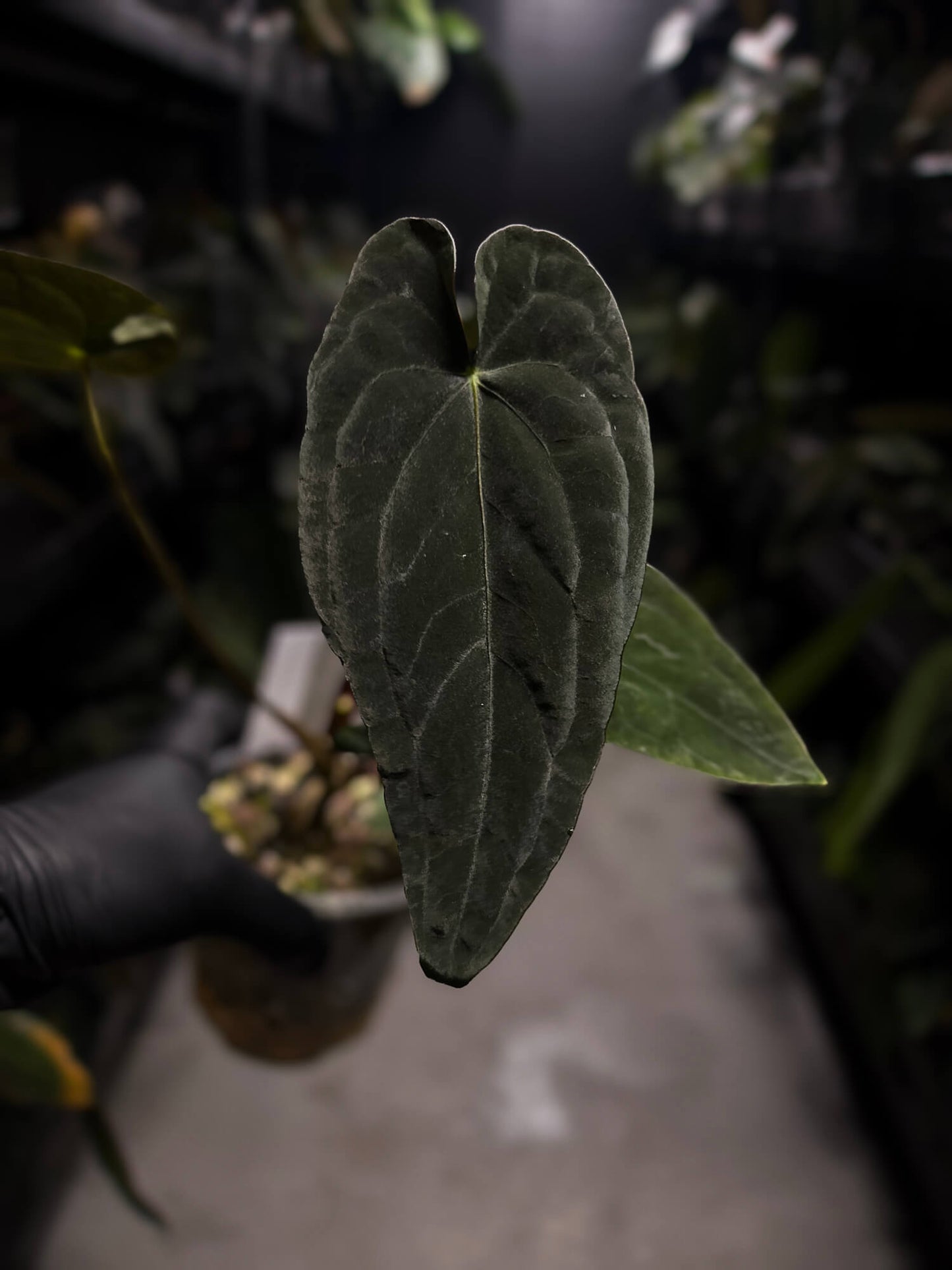 Anthurium #TwinPhoenix f2