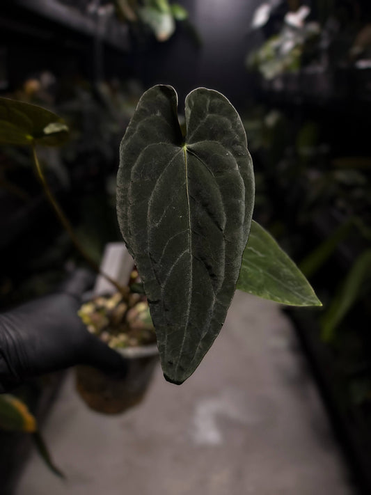 Anthurium #TwinPhoenix f2
