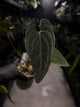 Anthurium #TwinPhoenix f2