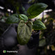 Anthurium portillae 'Dorito' s2