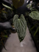 Anthurium #TwinPhoenix f2