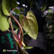 Anthurium portillae 'Dorito' s2