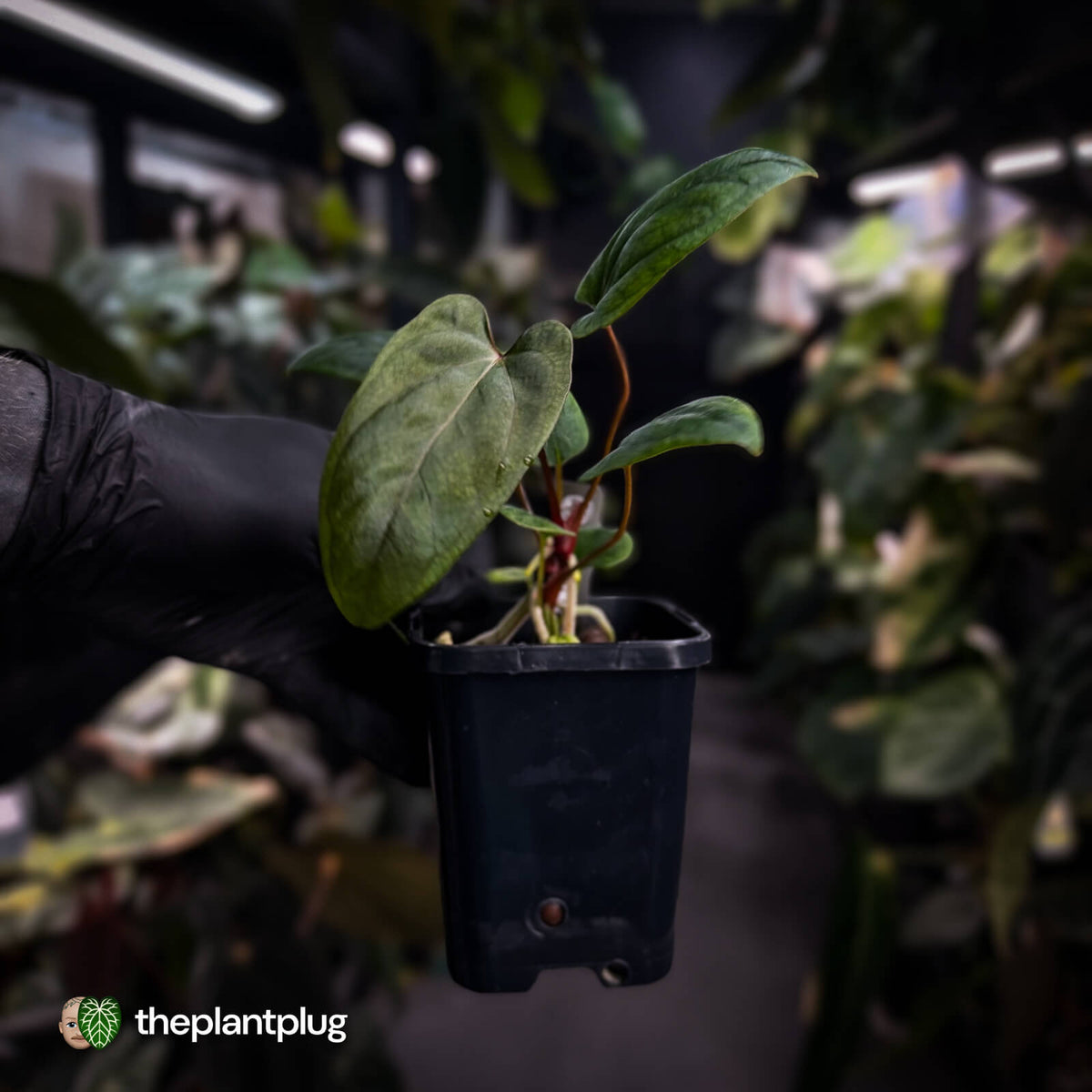 Anthurium portillae 'Dorito' s2