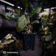 Anthurium portillae 'Dorito' s2