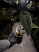 Anthurium #TwinPhoenix f2
