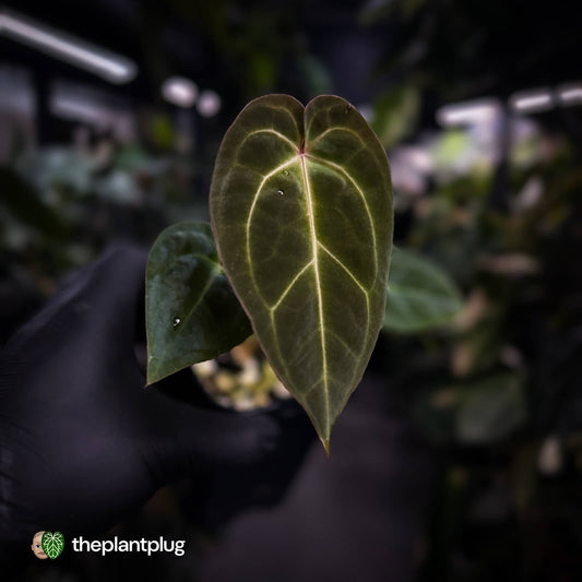 Anthurium besseae aff x ('Magenta' x 'RVDP')