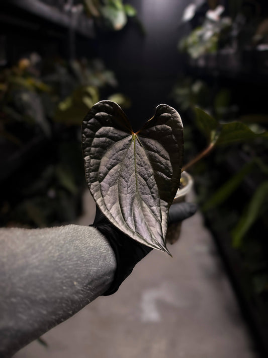 Anthurium #TacoTuesdays • luxurians hybrid mutation