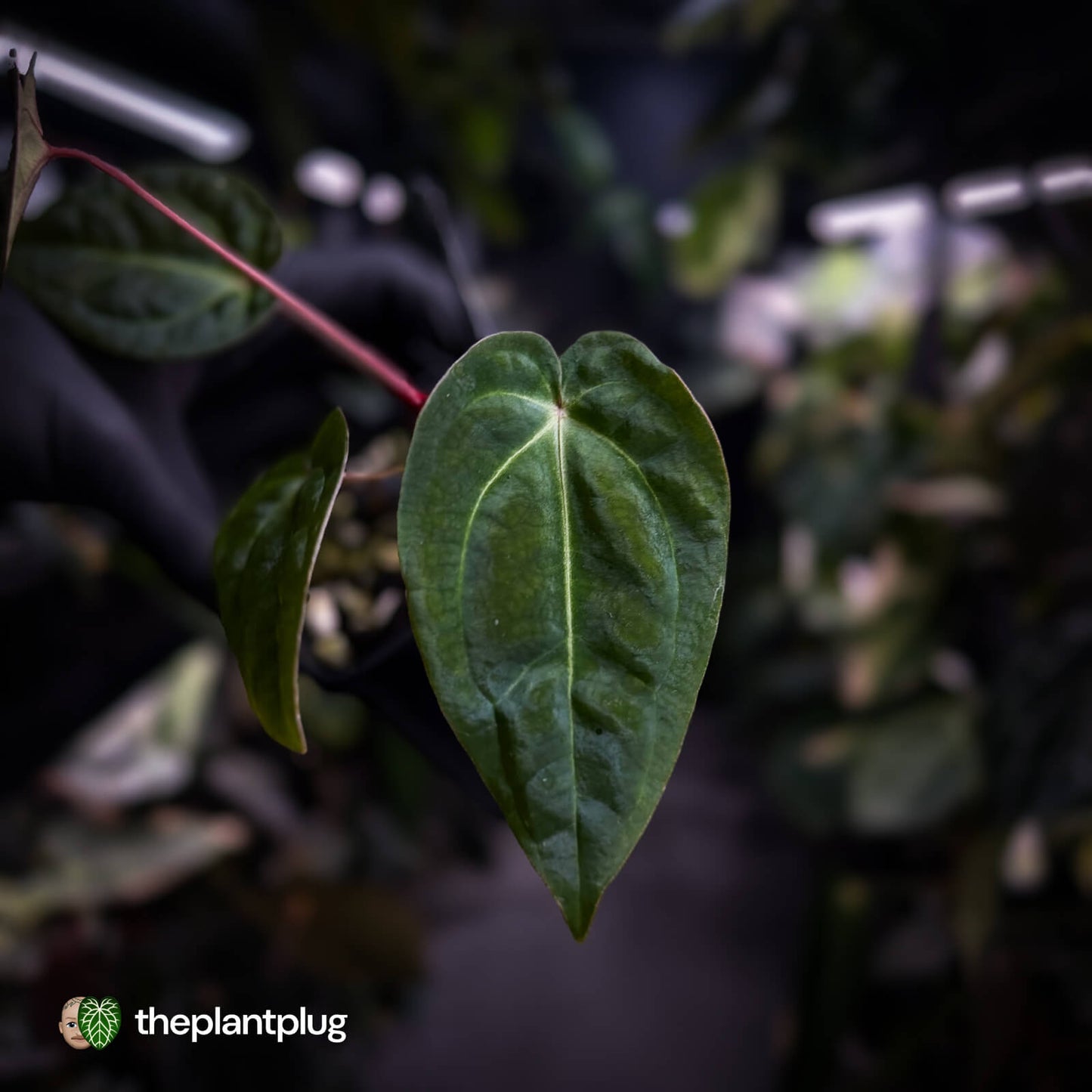 Anthurium besseae aff x ('Magenta' x 'RVDP')