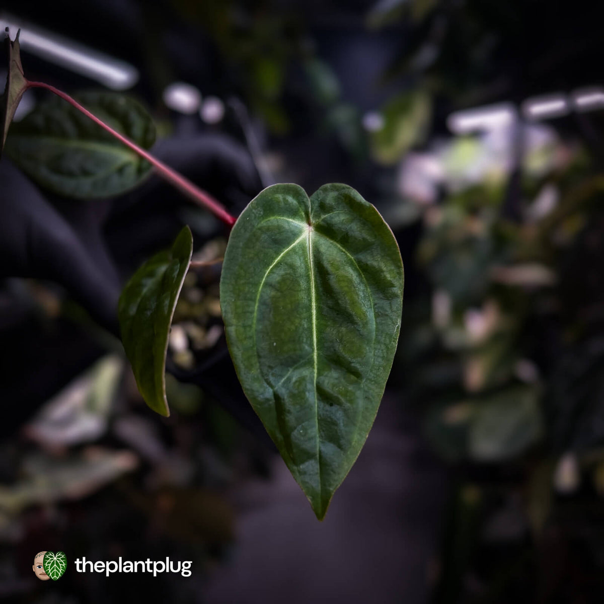 Anthurium besseae aff x ('Magenta' x 'RVDP')