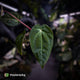 Anthurium besseae aff x ('Magenta' x 'RVDP')