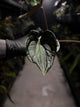 Anthurium #TacoTuesdays • luxurians hybrid mutation