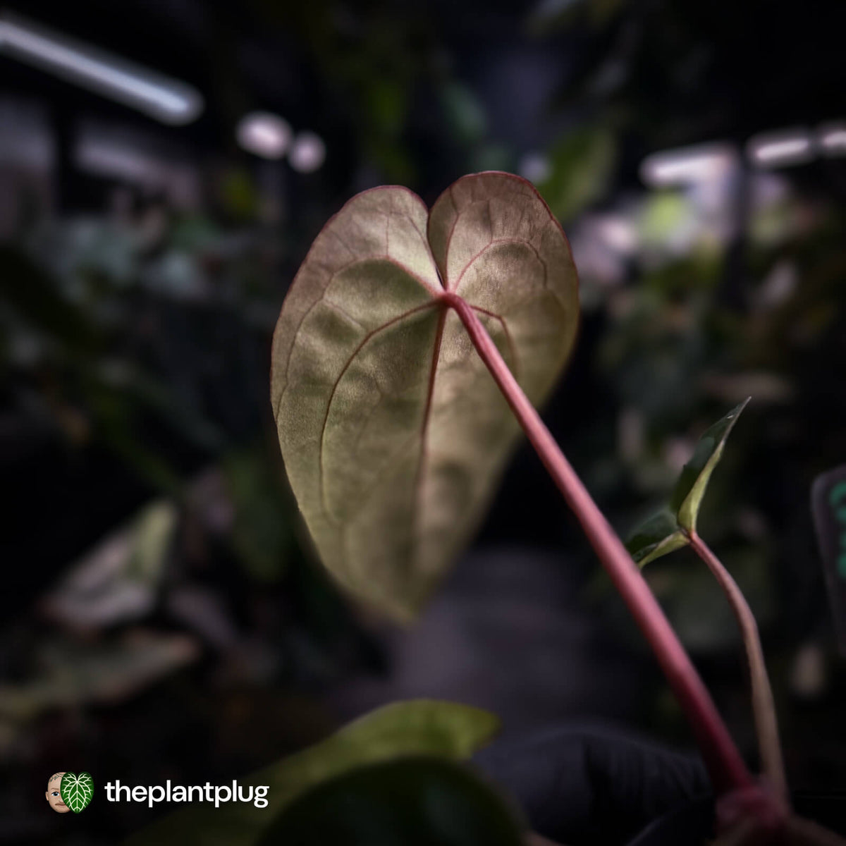 Anthurium besseae aff x ('Magenta' x 'RVDP')