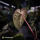 Anthurium besseae aff x ('Magenta' x 'RVDP')