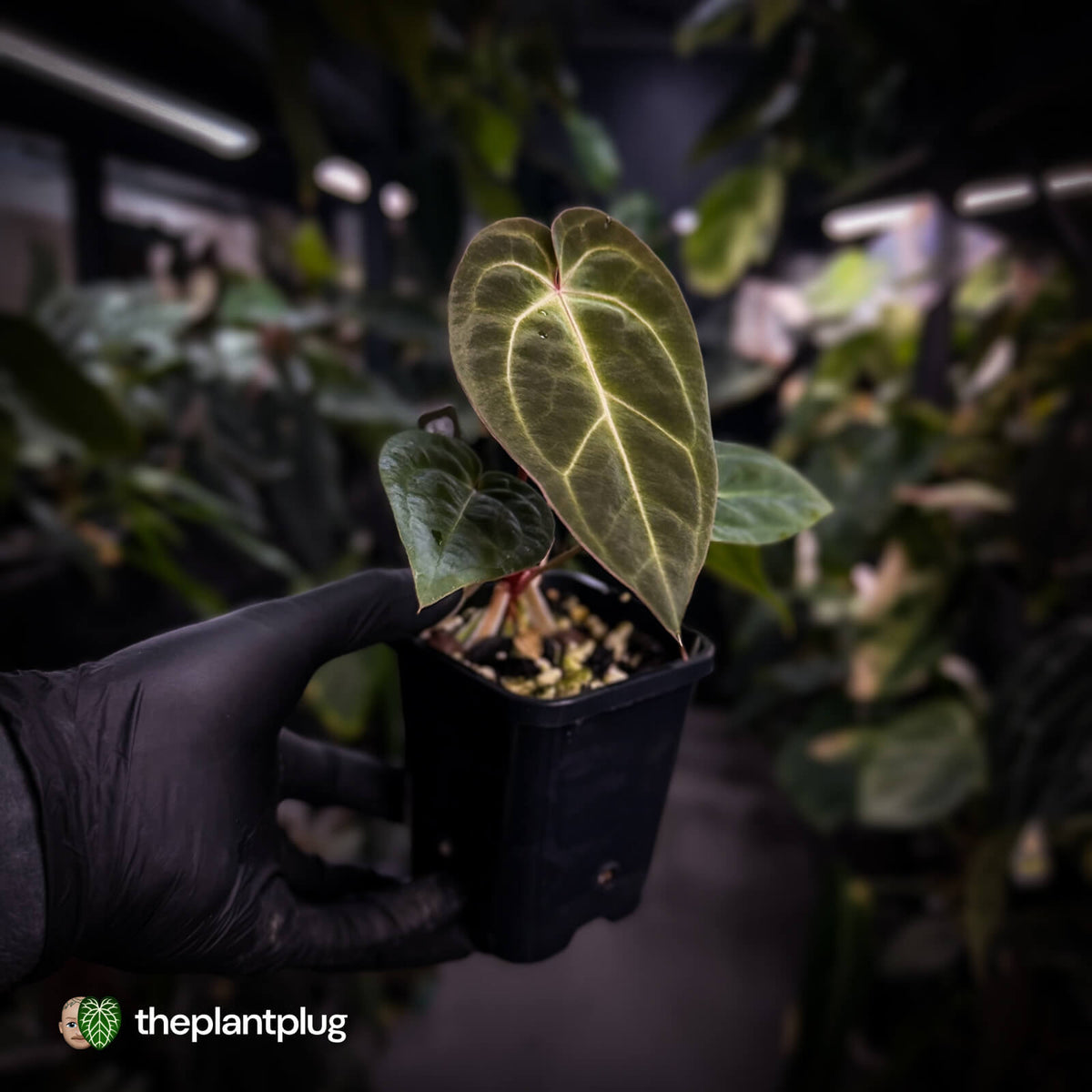 Anthurium besseae aff x ('Magenta' x 'RVDP')