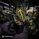 Anthurium besseae aff x ('Magenta' x 'RVDP')