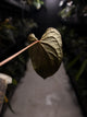 Anthurium #TacoTuesdays • luxurians hybrid mutation