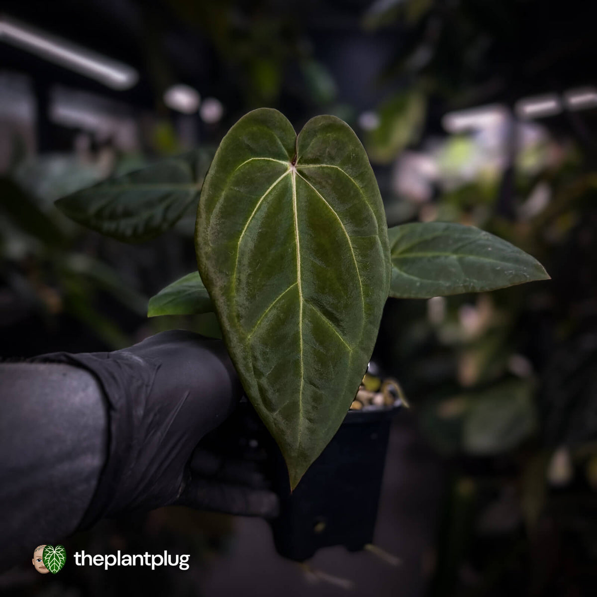Anthurium besseae aff x ('Magenta' x 'RVDP')