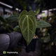 Anthurium besseae aff x ('Magenta' x 'RVDP')