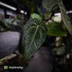 Anthurium besseae aff x ('Magenta' x 'RVDP')
