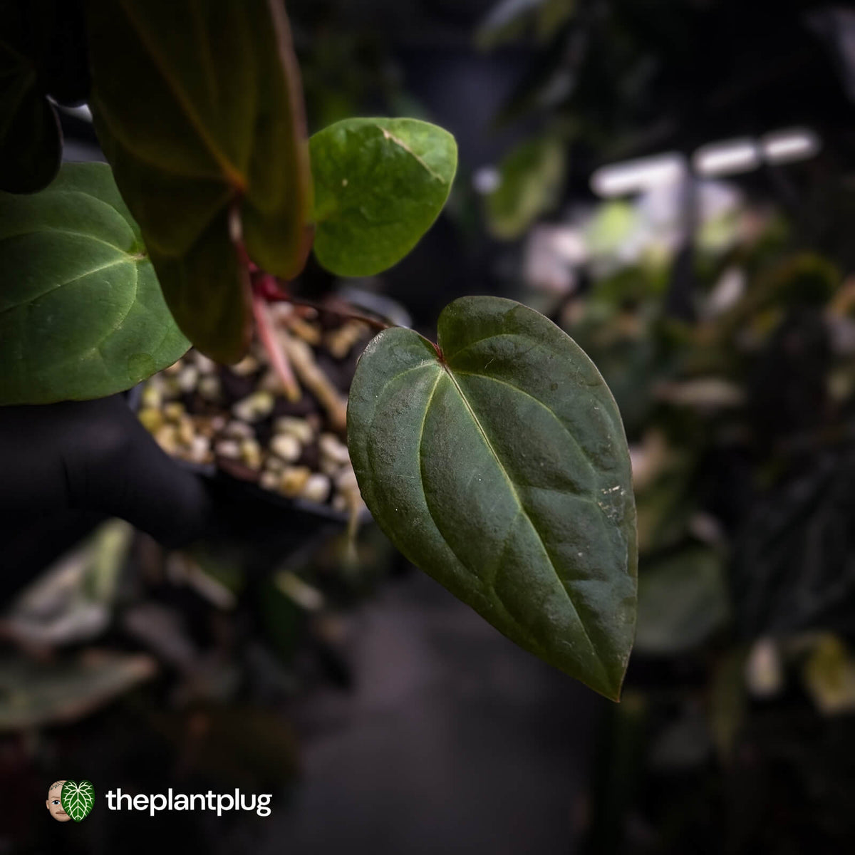 Anthurium besseae aff x ('Magenta' x 'RVDP')