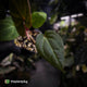 Anthurium besseae aff x ('Magenta' x 'RVDP')