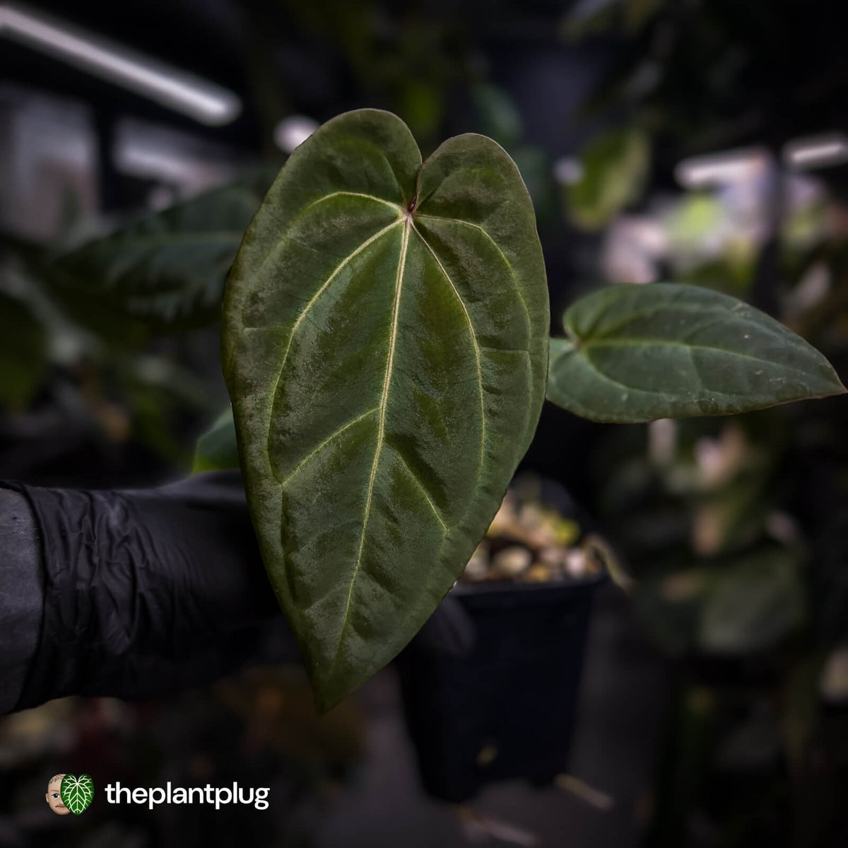 Anthurium besseae aff x ('Magenta' x 'RVDP')