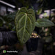 Anthurium besseae aff x ('Magenta' x 'RVDP')