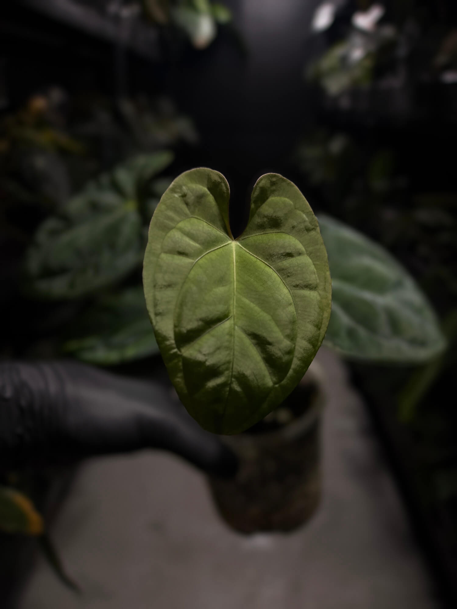 Anthurium 'Dark Phoenix' x 'RVDP'
