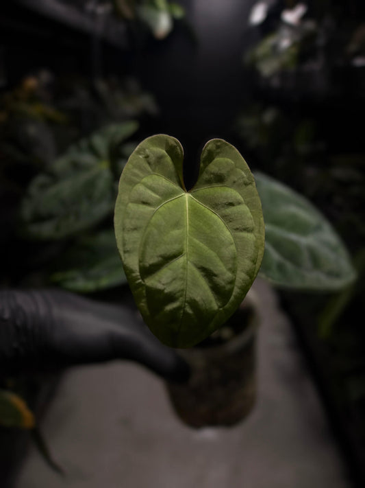 Anthurium 'Dark Phoenix' x 'RVDP'