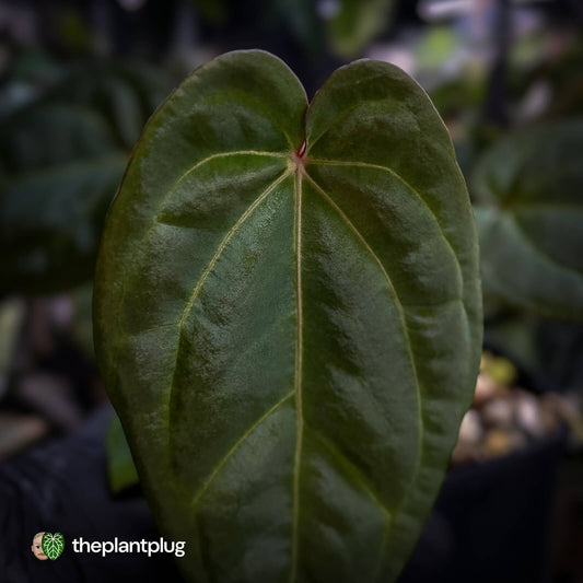 Anthurium besseae aff x ('Magenta' x 'RVDP')