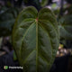 Anthurium besseae aff x ('Magenta' x 'RVDP')