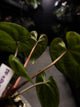 Anthurium 'Dark Phoenix' x 'RVDP'