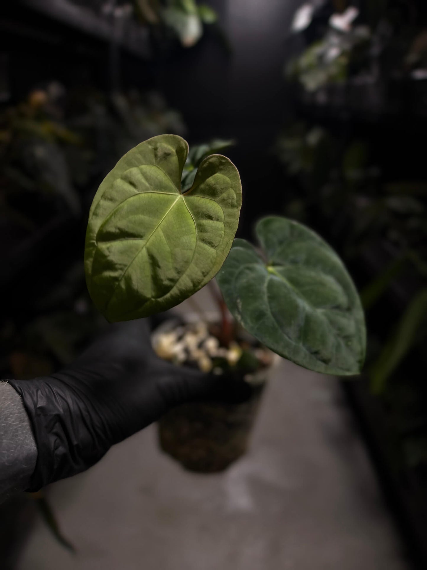 Anthurium 'Dark Phoenix' x 'RVDP'