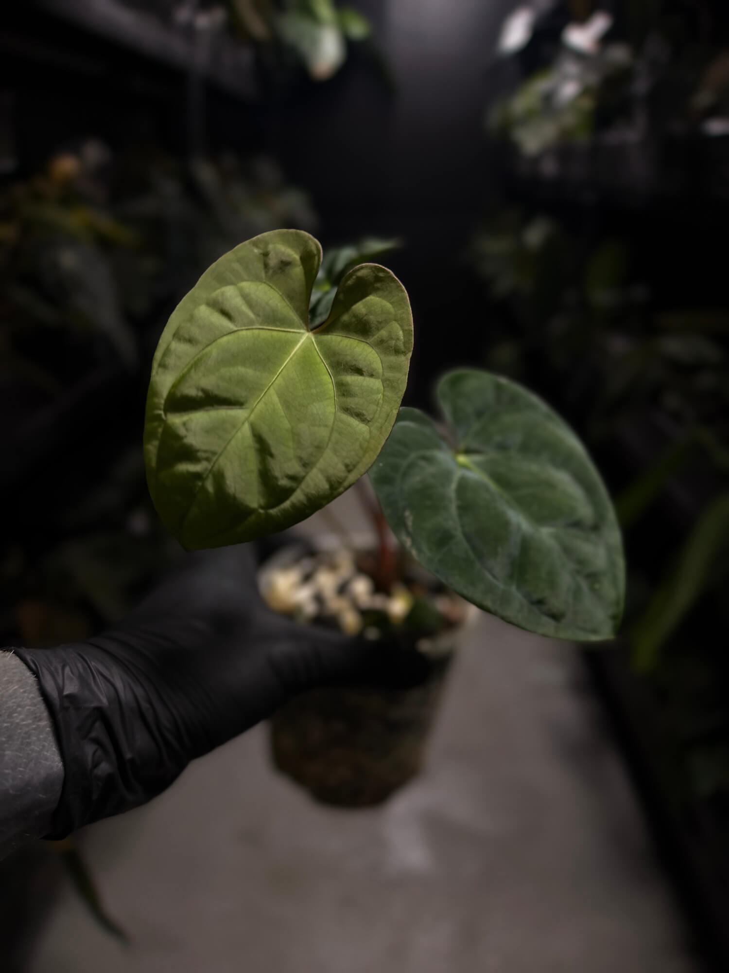 Anthurium 'Dark Phoenix' x 'RVDP'
