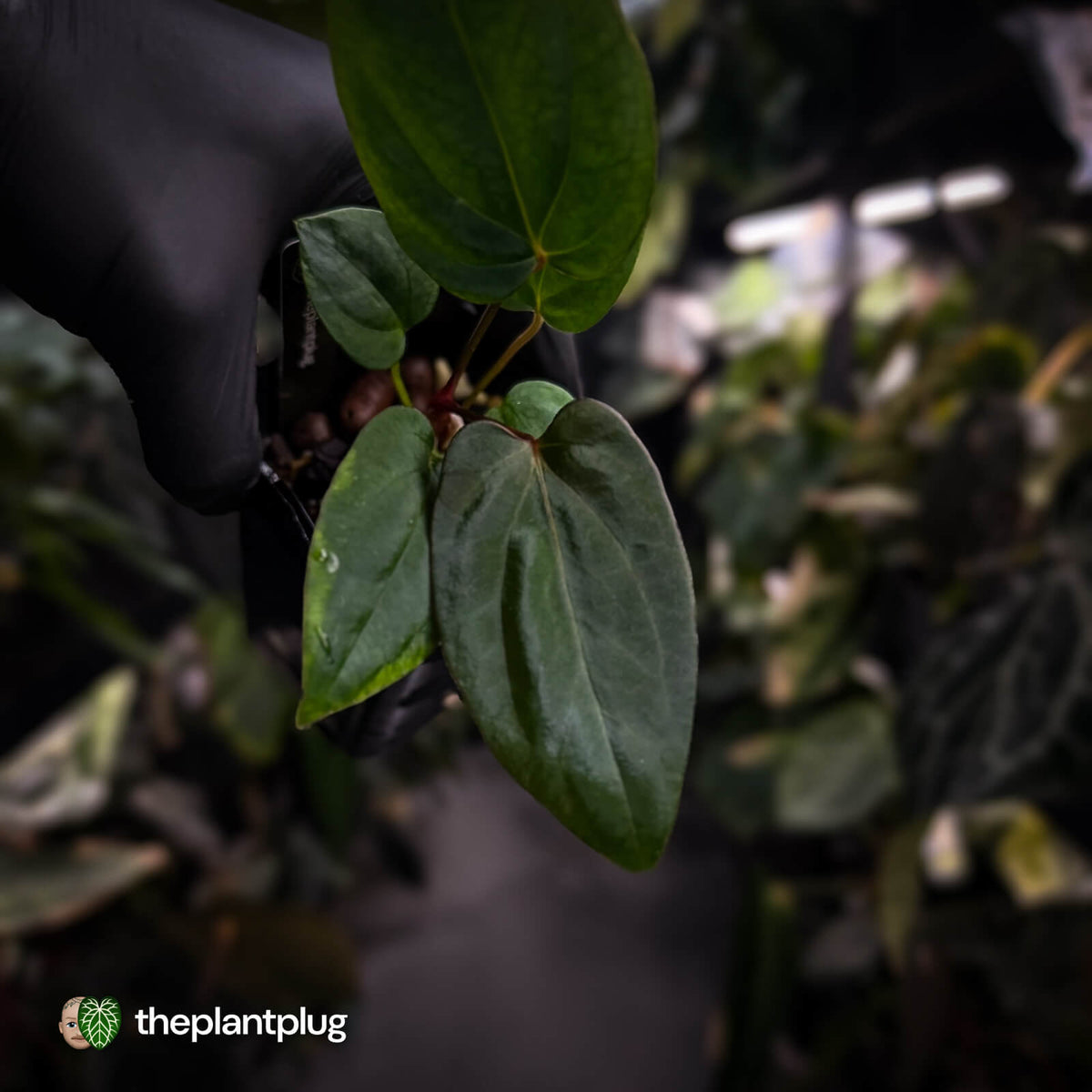 Anthurium portillae 'Dorito' s2