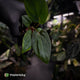 Anthurium portillae 'Dorito' s2