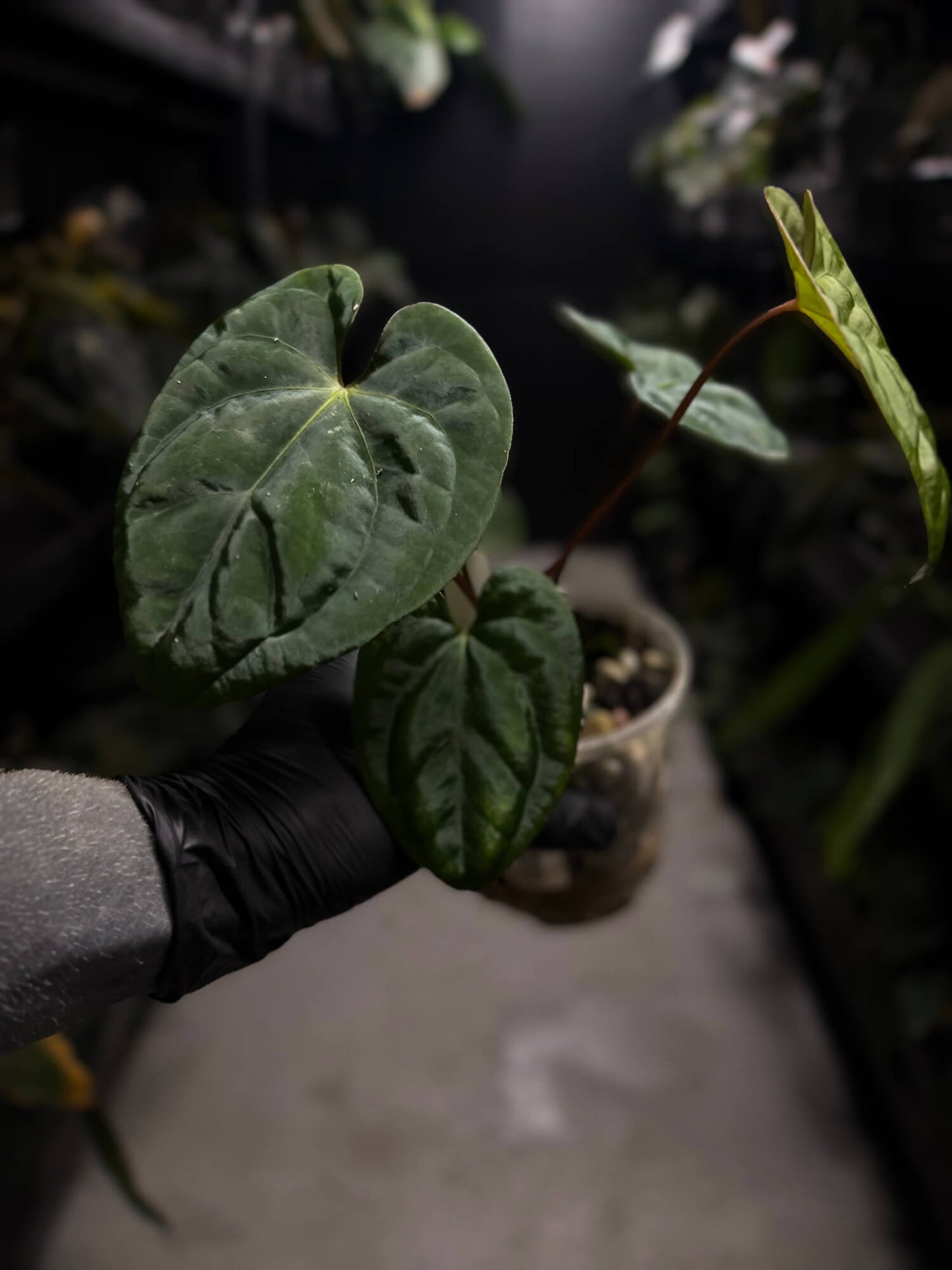 Anthurium 'Dark Phoenix' x 'RVDP'