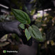 Anthurium portillae 'Dorito' s2